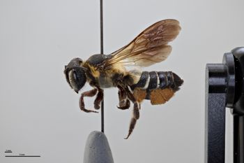 Media type: image;   Entomology 791077 Aspect: habitus lateral view